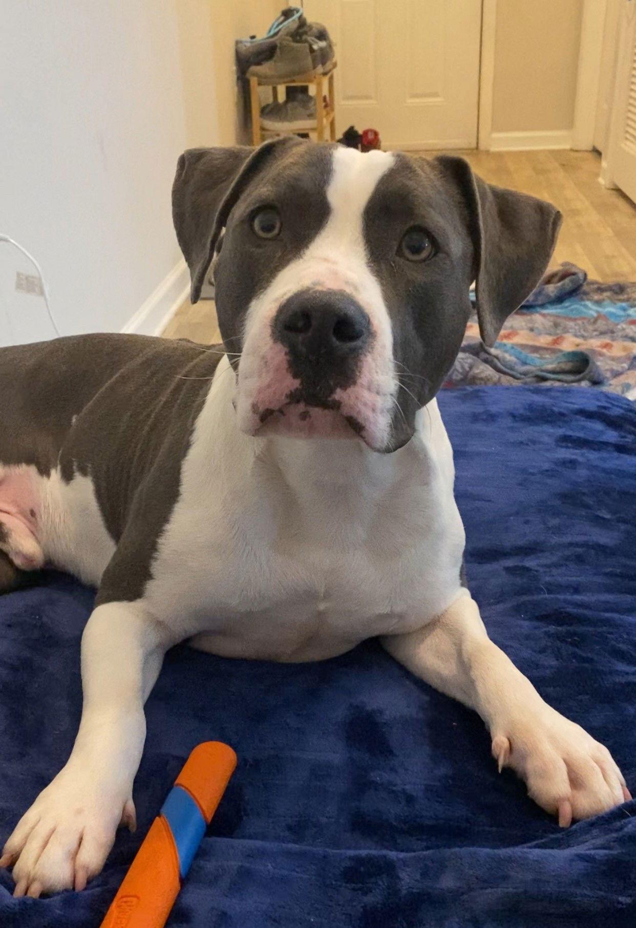 Bro, a Adoptable Mixed Breed in Durham, NC image 1/3