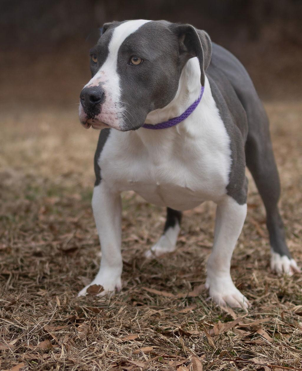 Bro, a Adoptable Mixed Breed in Durham, NC image 2/3