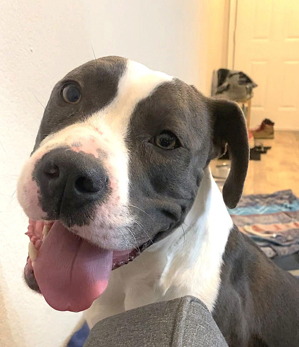 Bro, a Adoptable Mixed Breed in Durham, NC image 2/3