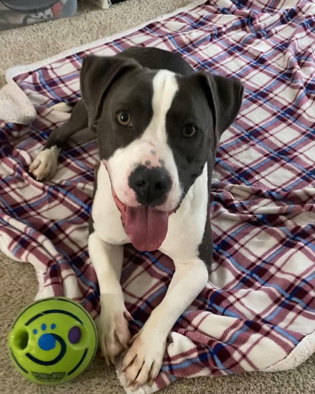 Bro, a Adoptable Mixed Breed in Durham, NC image 3/3