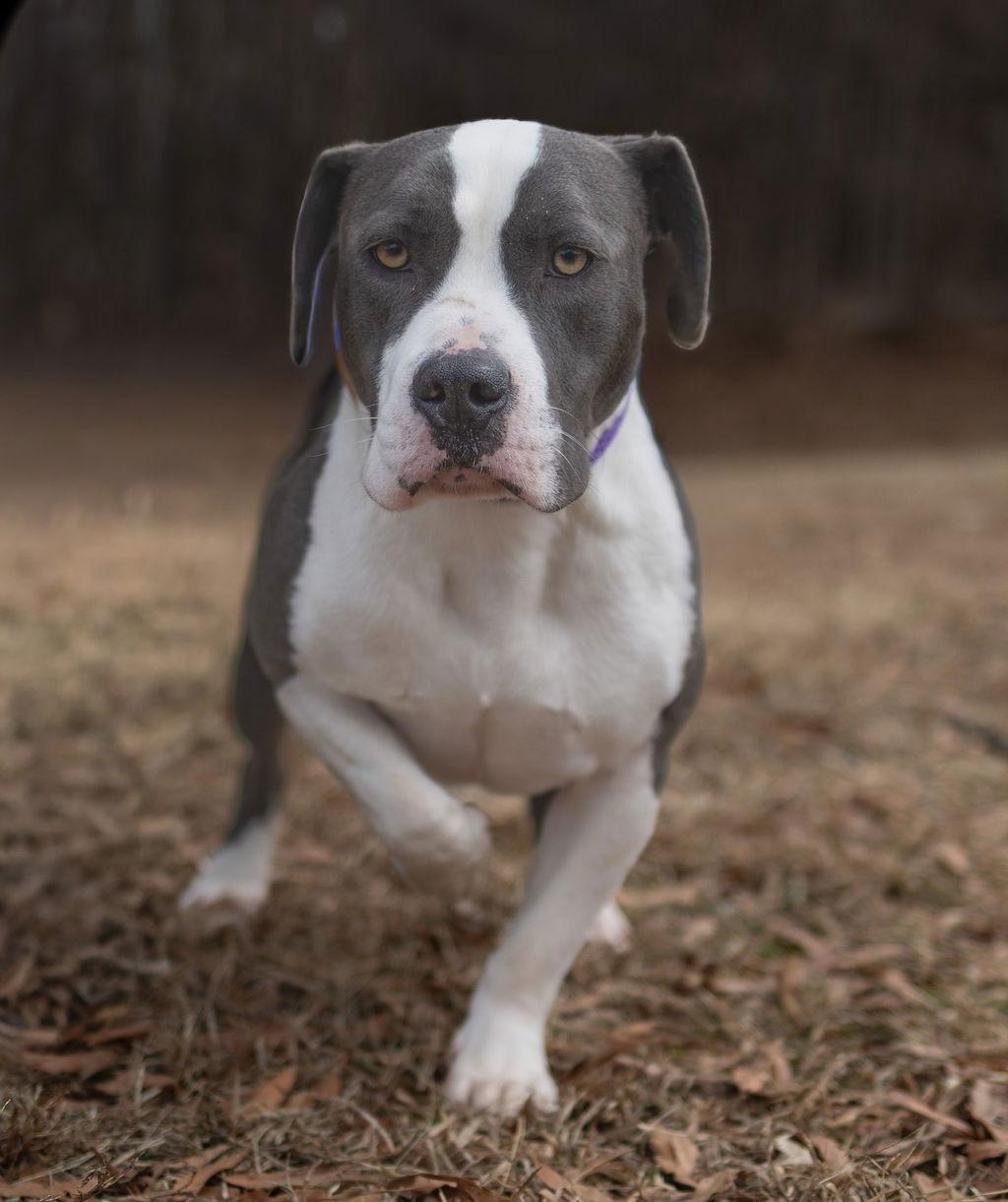 Bro, a Adoptable Mixed Breed in Durham, NC image 3/3