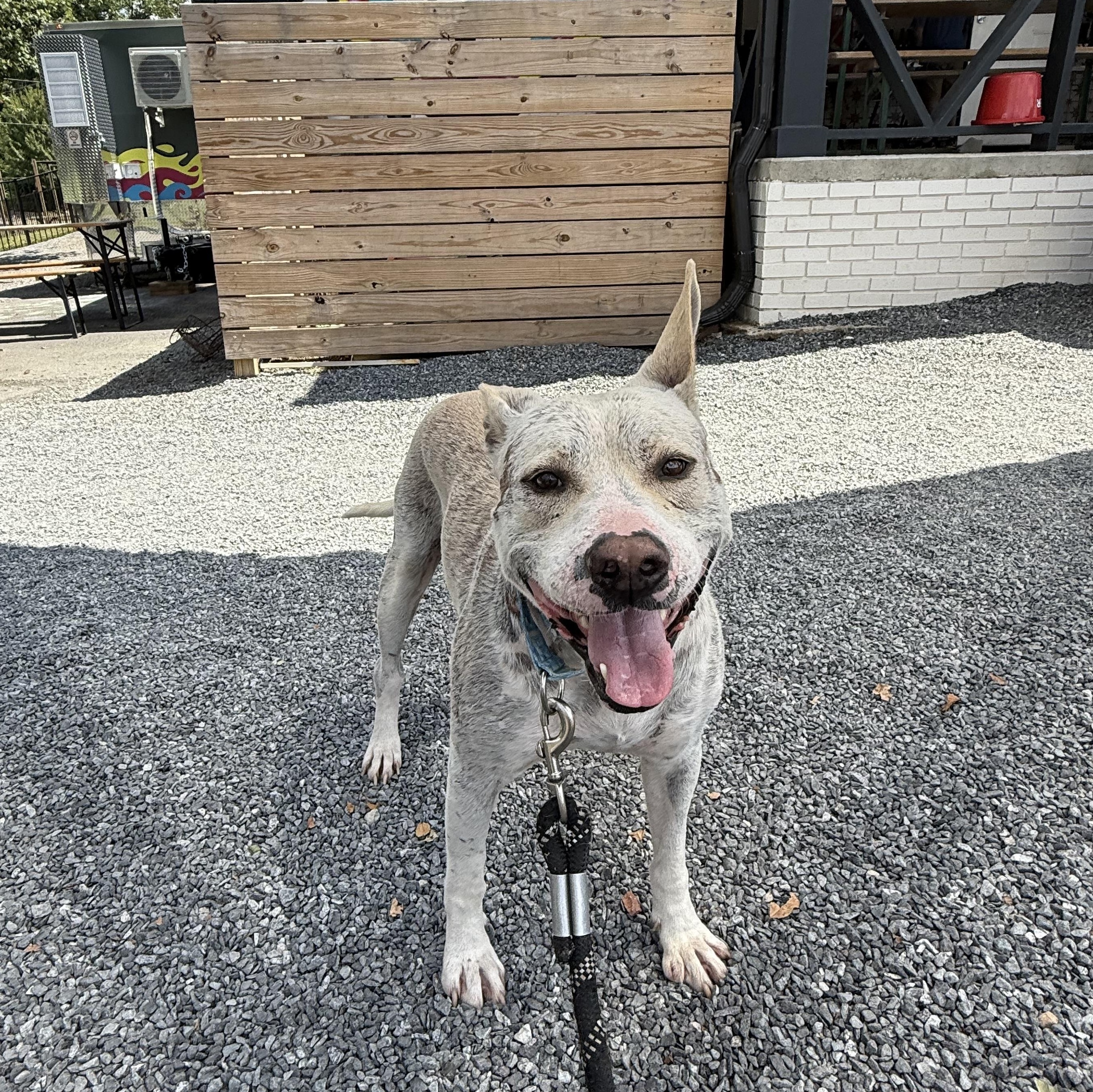 Enlarge Tonka, a Adoptable mixed breed in Lake Wylie, SC image 1/4