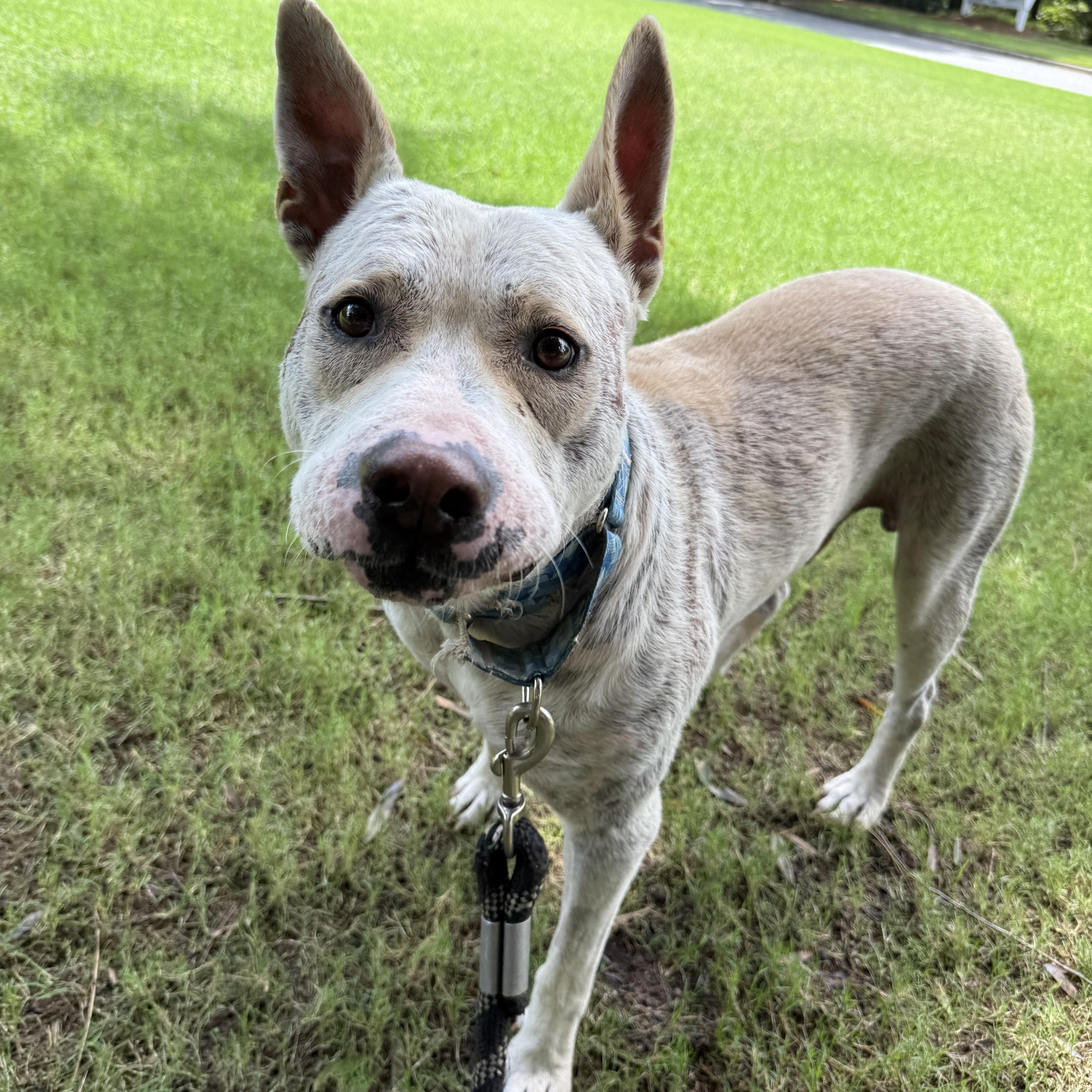 Enlarge Tonka, a Adoptable mixed breed in Lake Wylie, SC image 3/4