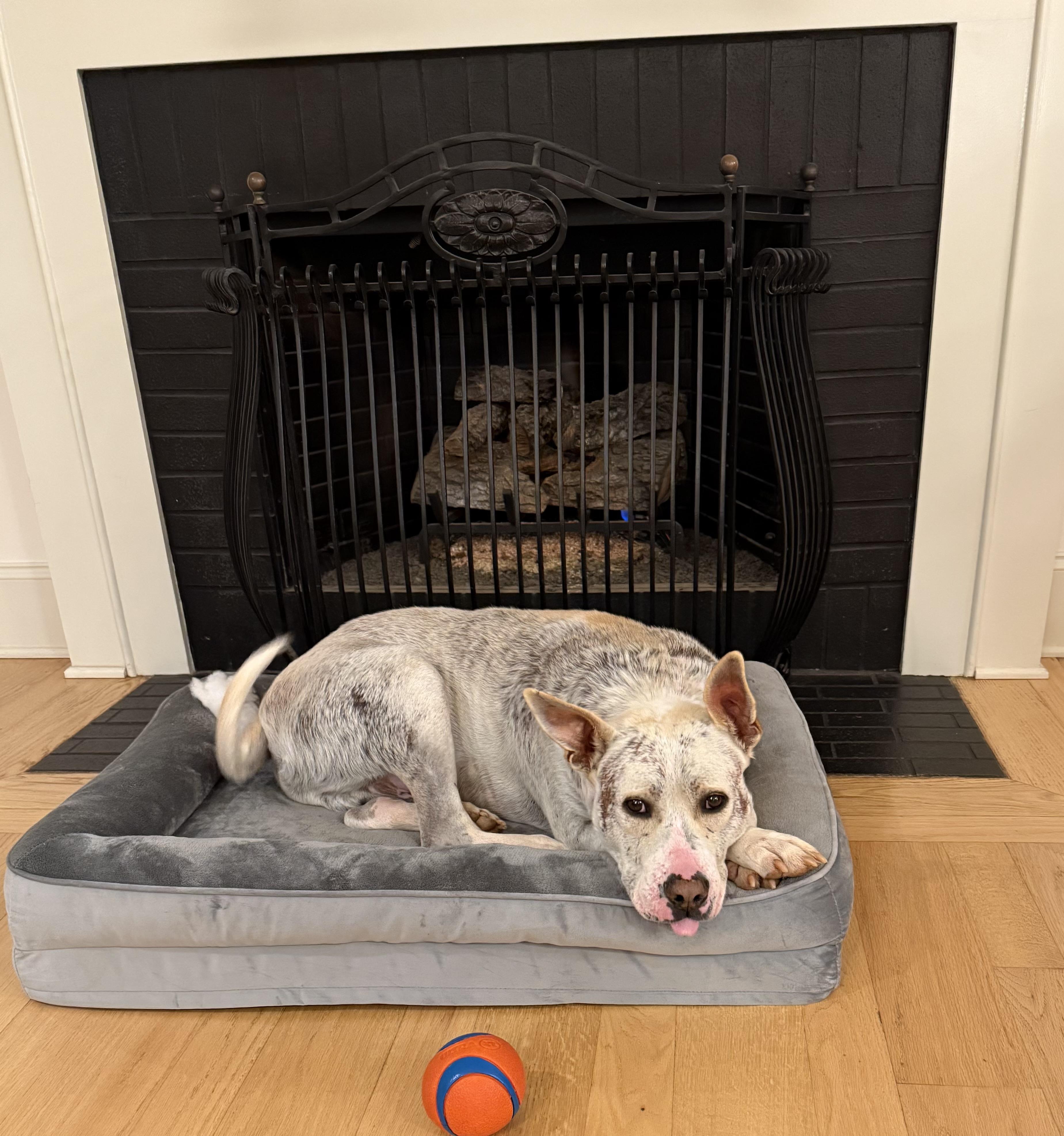 Enlarge Tonka, a Adoptable mixed breed in Lake Wylie, SC image 4/4