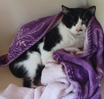 Boogie, Adoptable, Adult Male Domestic Short Hair.