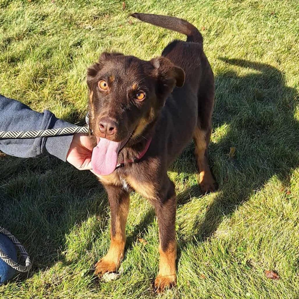 Dixie, Adoptable, Young Female Rottweiler.