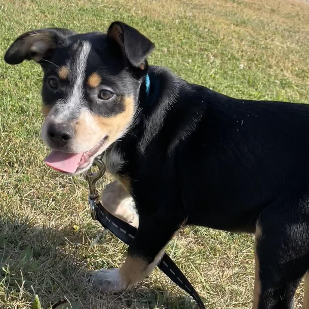 Enlarge Ace, a Adoptable mixed breed in Franklin, PA image 1/1