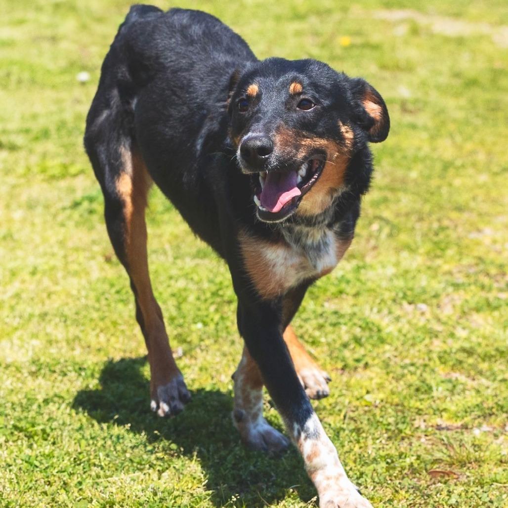 Enlarge Ace, a Adoptable mixed breed in Franklin, PA image 1/3