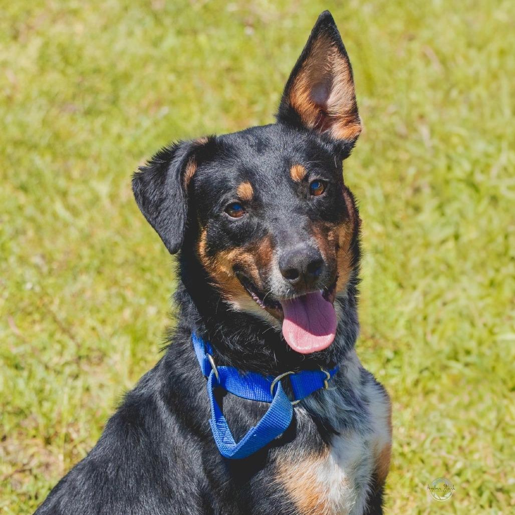 Enlarge Ace, a Adoptable mixed breed in Franklin, PA image 2/3