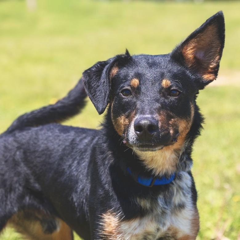 Enlarge Ace, a Adoptable mixed breed in Franklin, PA image 3/3