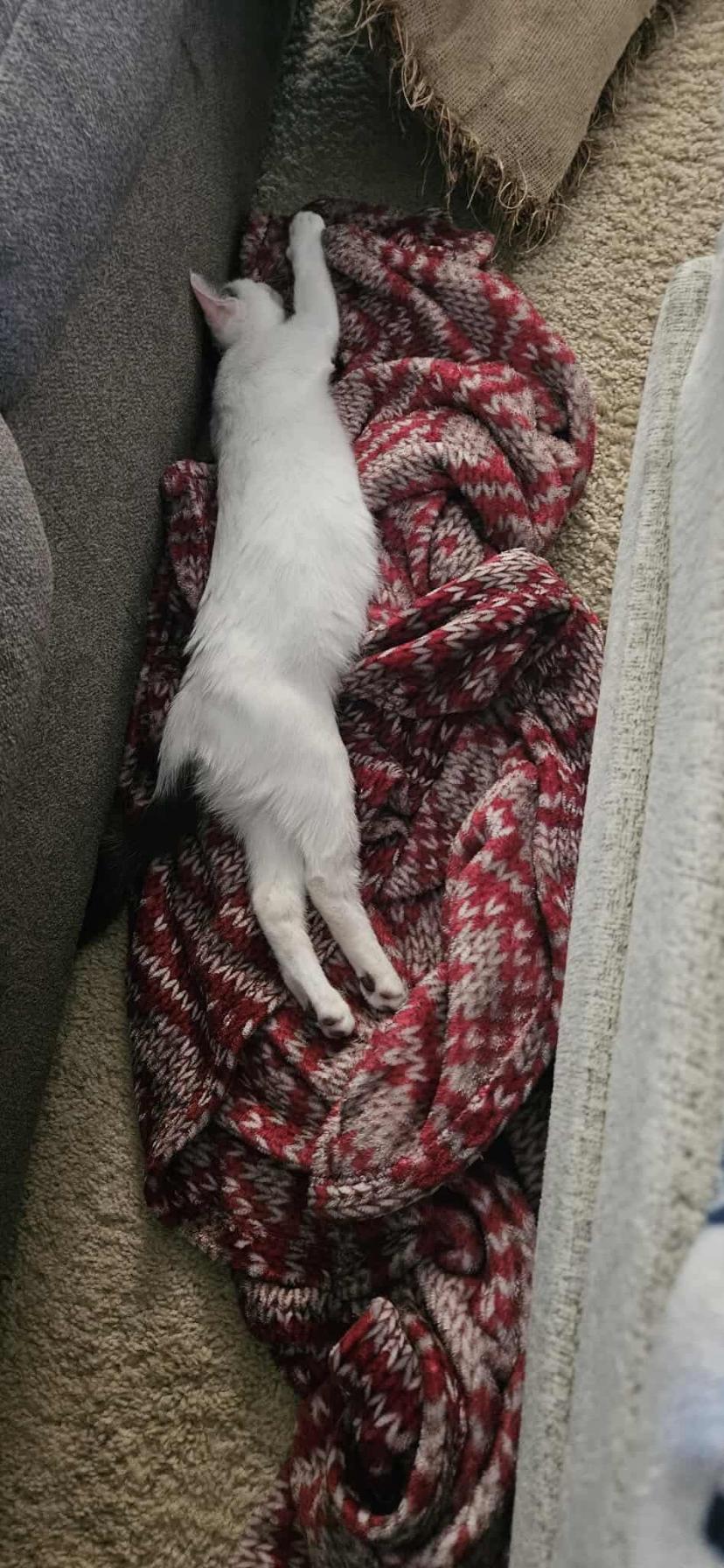 Elsa, Adoptable, Kitten Female Domestic Short Hair.