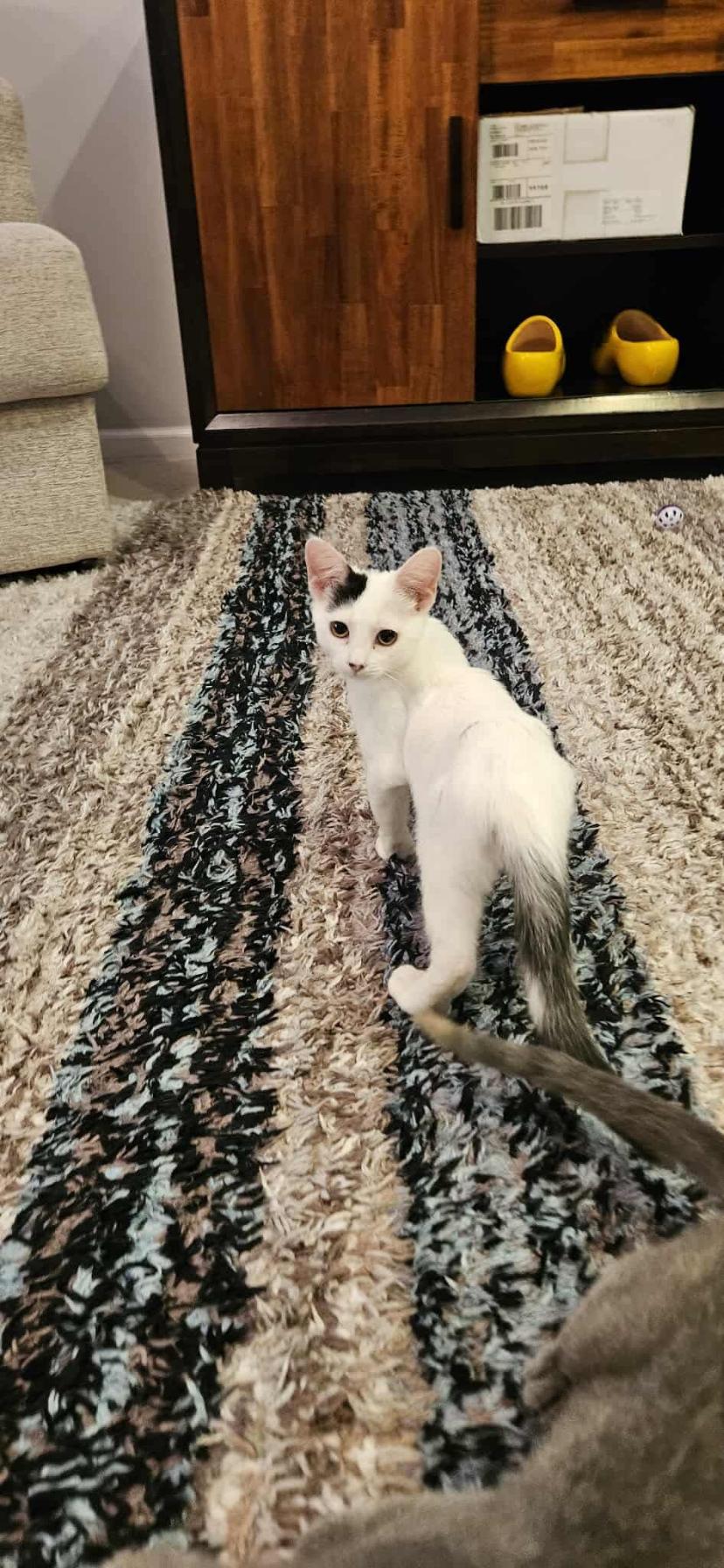 Enlarge Elsa, a Adoptable Domestic Short Hair in Waveland, IN image 2/6