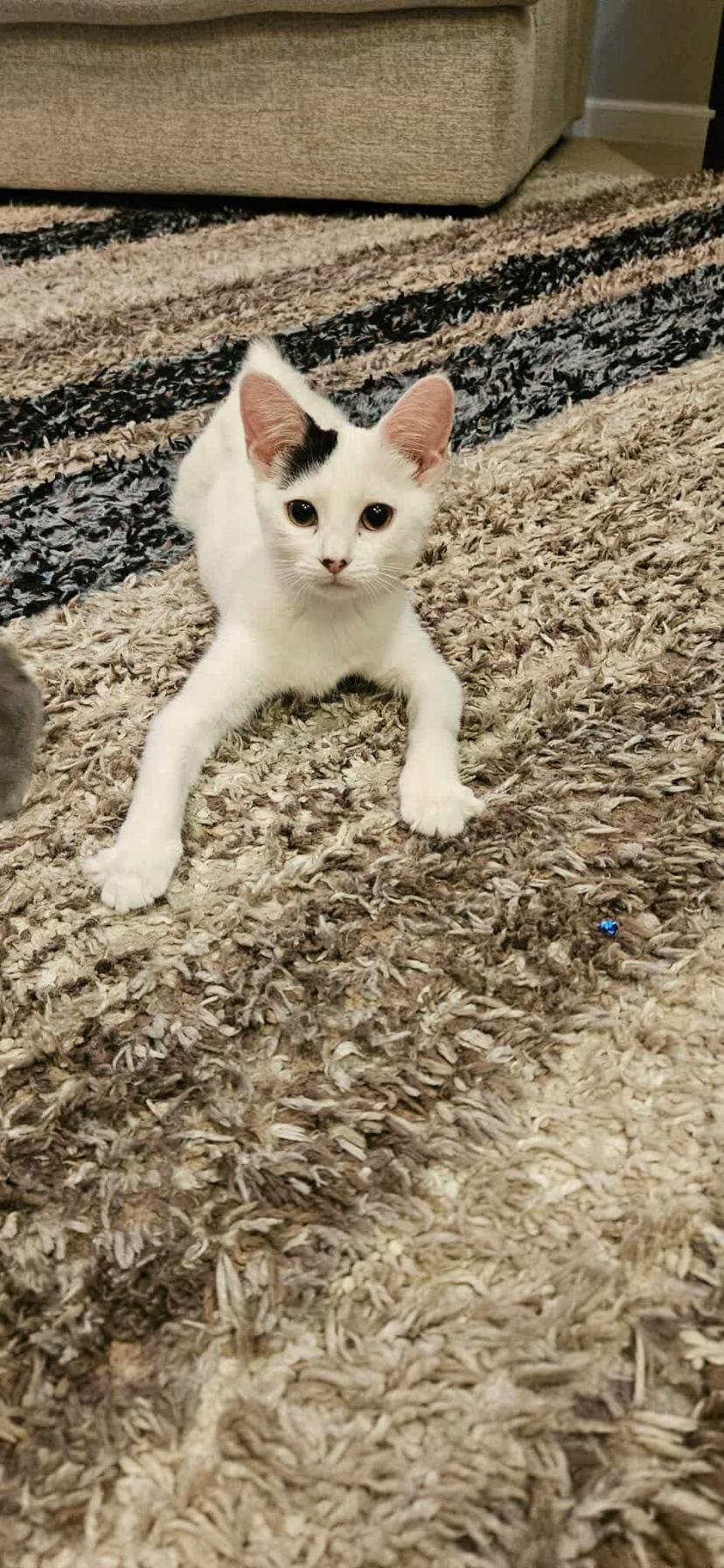 Elsa, Adoptable, Kitten Female Domestic Short Hair.