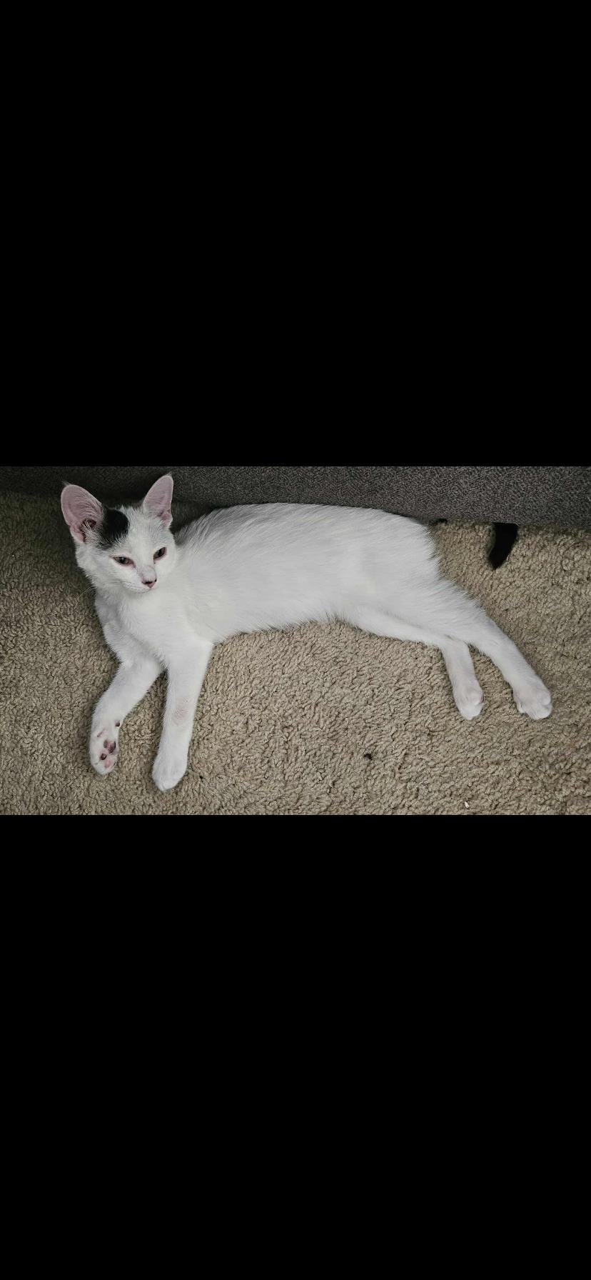 Enlarge Elsa, a Adoptable Domestic Short Hair in Waveland, IN image 4/6