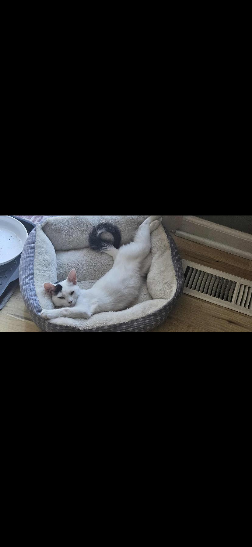 Enlarge Elsa, a Adoptable Domestic Short Hair in Waveland, IN image 5/6