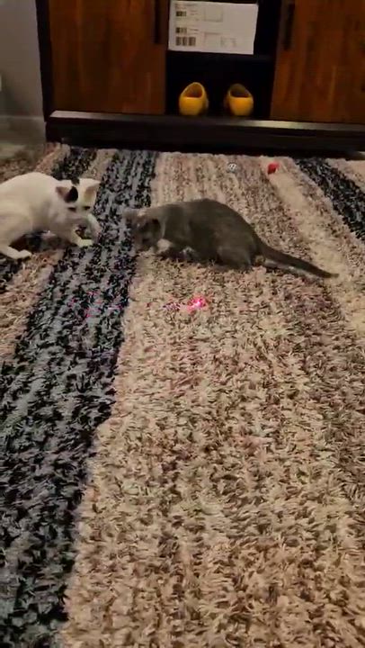 Enlarge Elsa, a Adoptable Domestic Short Hair in Waveland, IN video 6/6