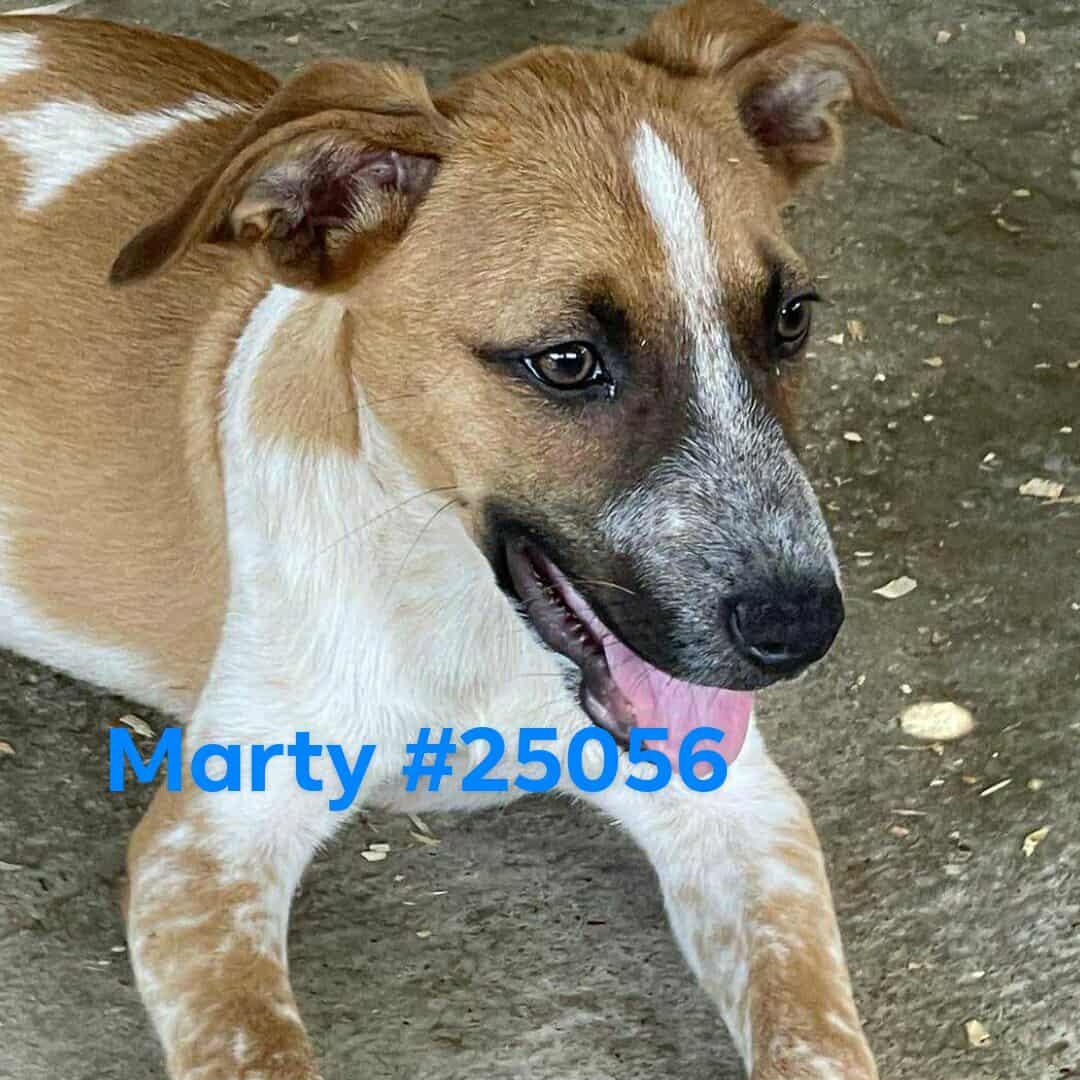 Marty, Adoptable, Young Male Mixed Breed.