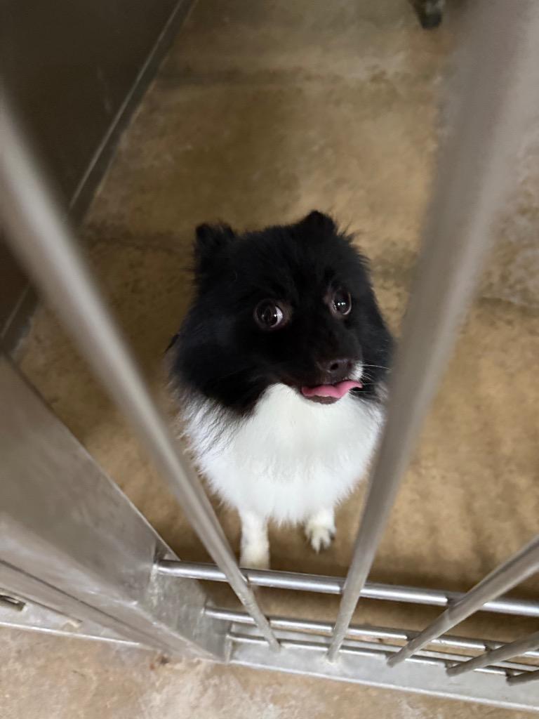 Pickles, Adoptable, Young Male Pomeranian.