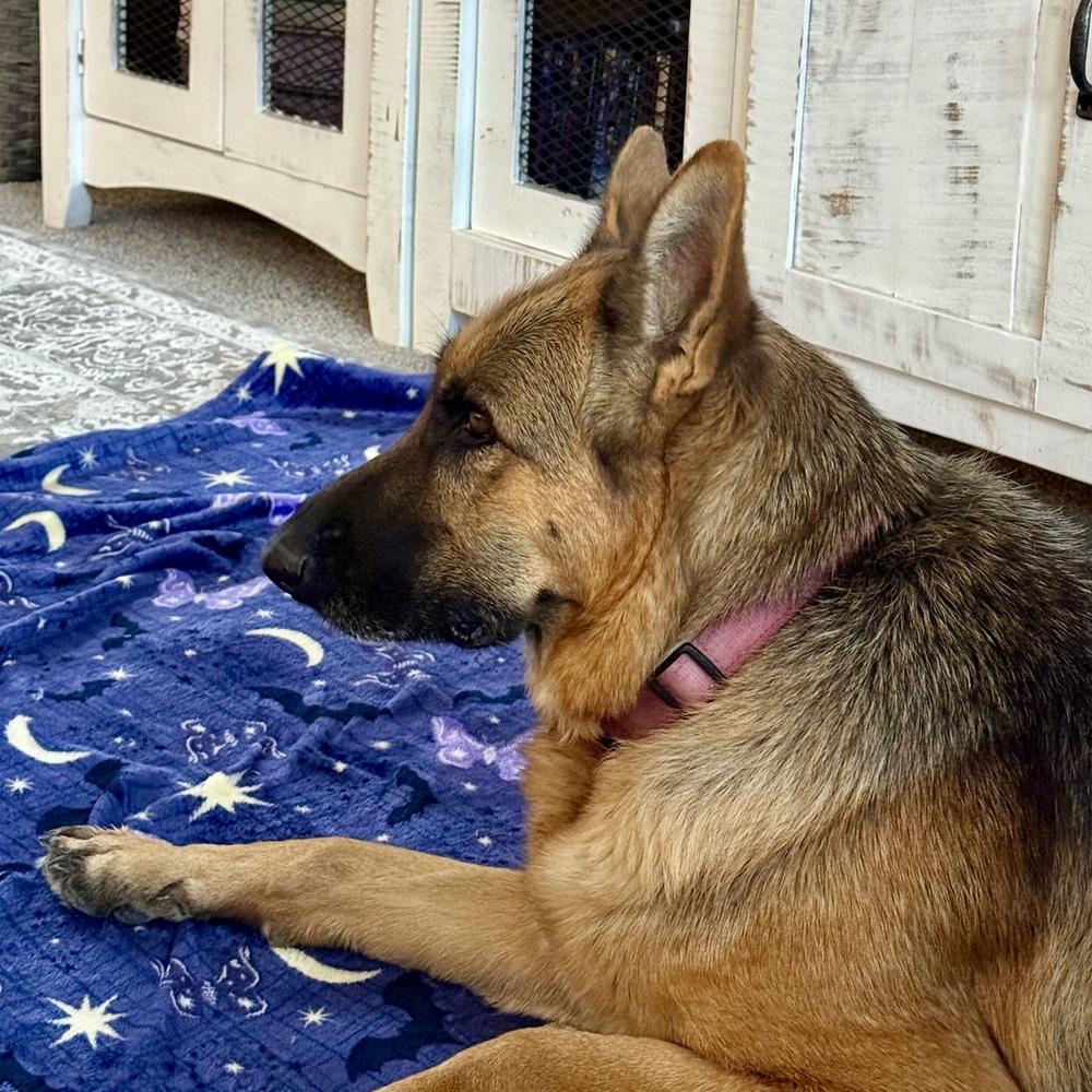 Enlarge Fargo, a Adoptable German Shepherd Dog in Hurricane, UT image 2/3