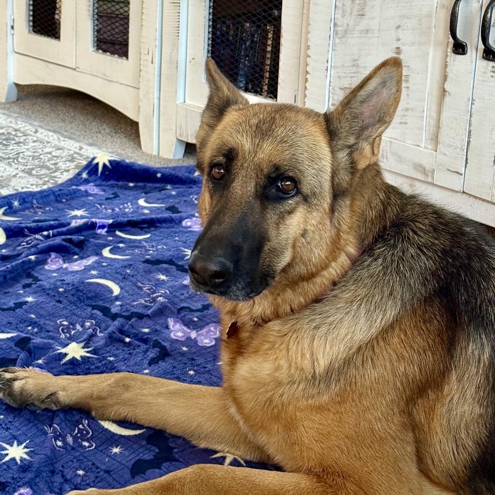Enlarge Fargo, a Adoptable German Shepherd Dog in Hurricane, UT image 1/3