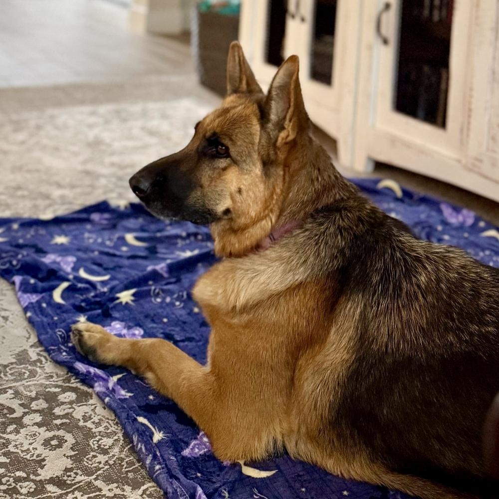 Enlarge Fargo, a Adoptable German Shepherd Dog in Hurricane, UT image 3/3
