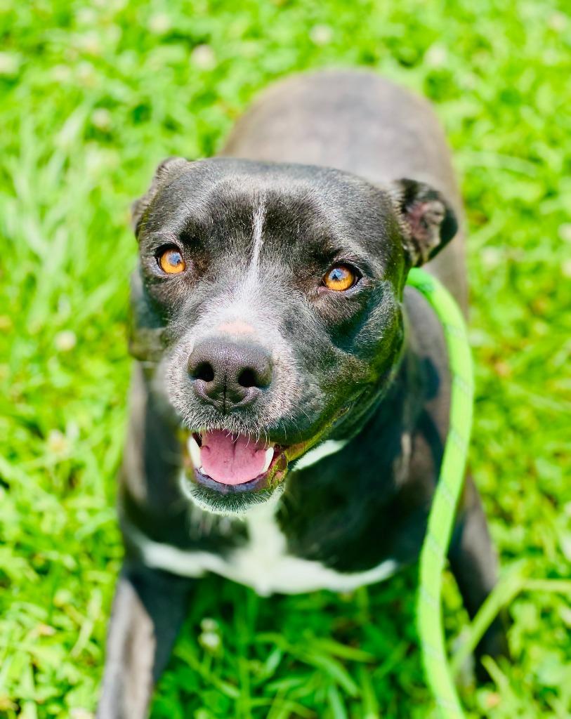 Jessie, a Adoptable mixed breed in Chickamauga , GA image 1/5