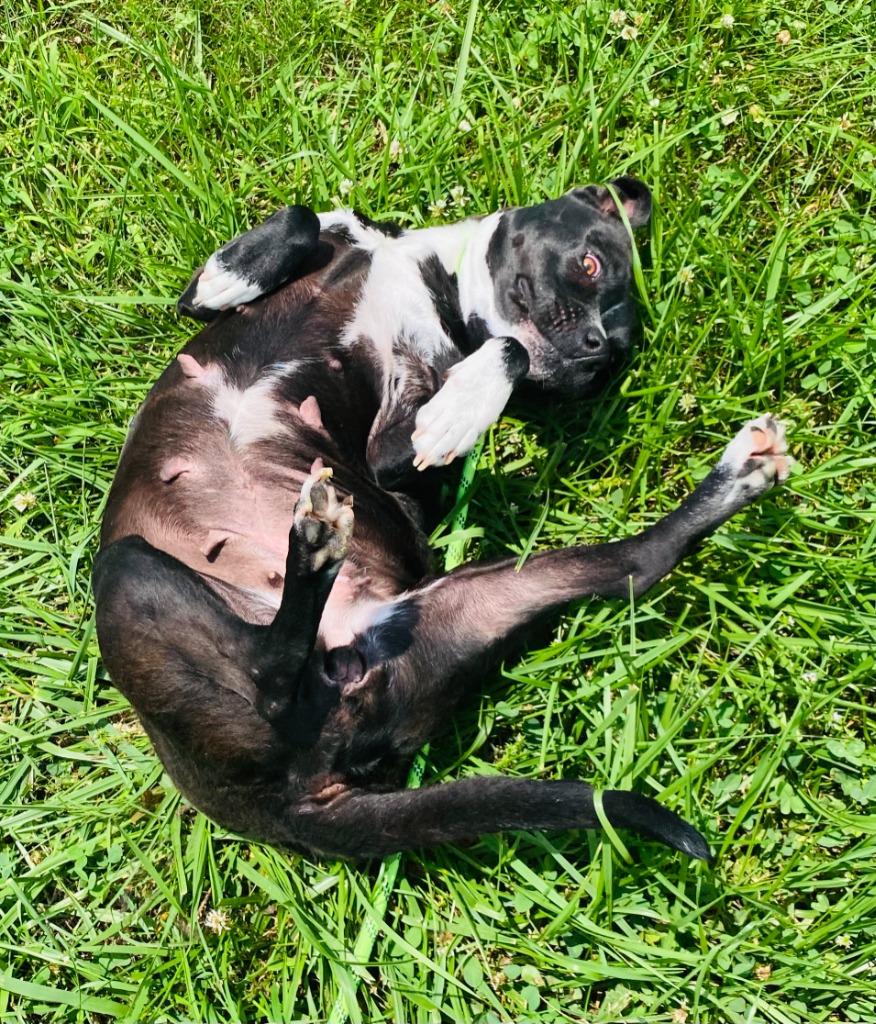 Jessie, a Adoptable mixed breed in Chickamauga , GA image 2/5