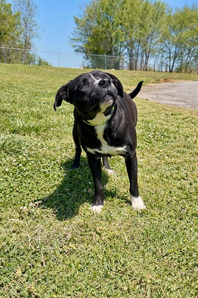 Jessie- Available, Adoptable, Young Female Mixed Breed.