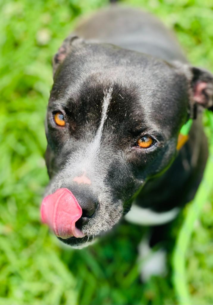 Jessie, a Adoptable mixed breed in Chickamauga , GA image 4/5