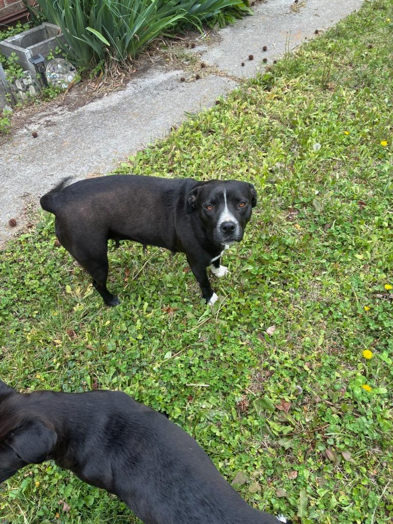 Enlarge Jessie- Available, a Adoptable mixed breed in Chickamauga , GA image 2/2