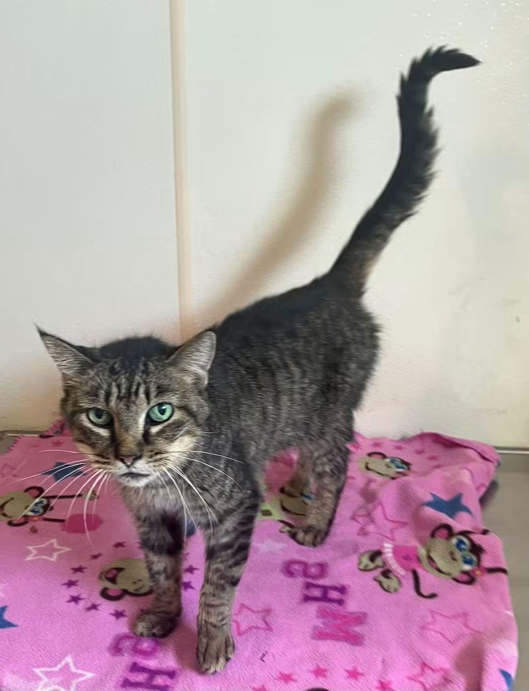 Enlarge Oatmeal - Tabby - Foster Care, a Adoptable Domestic Short Hair in Mitchell, SD image 1/2
