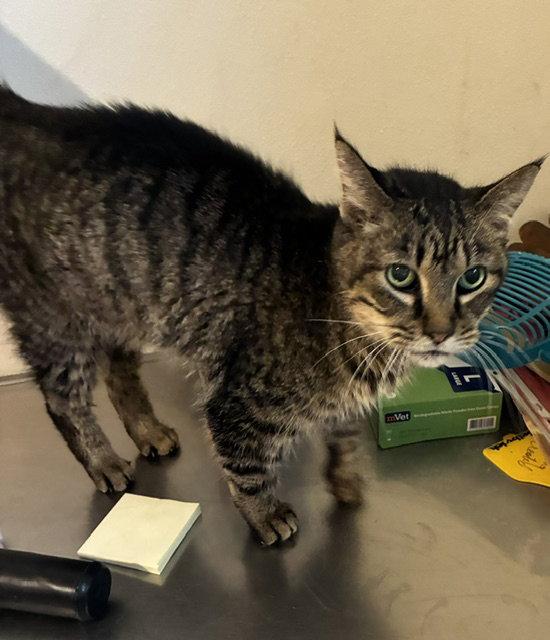 Enlarge Oatmeal - Tabby - Foster Care, a Adoptable Domestic Short Hair in Mitchell, SD image 2/2