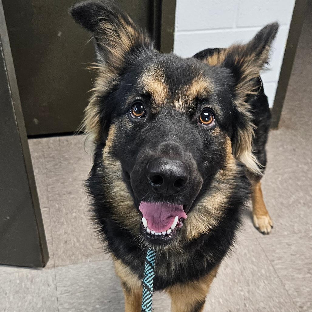 Enlarge Calvin, a Adoptable Shepherd in Independence, KS image 1/2