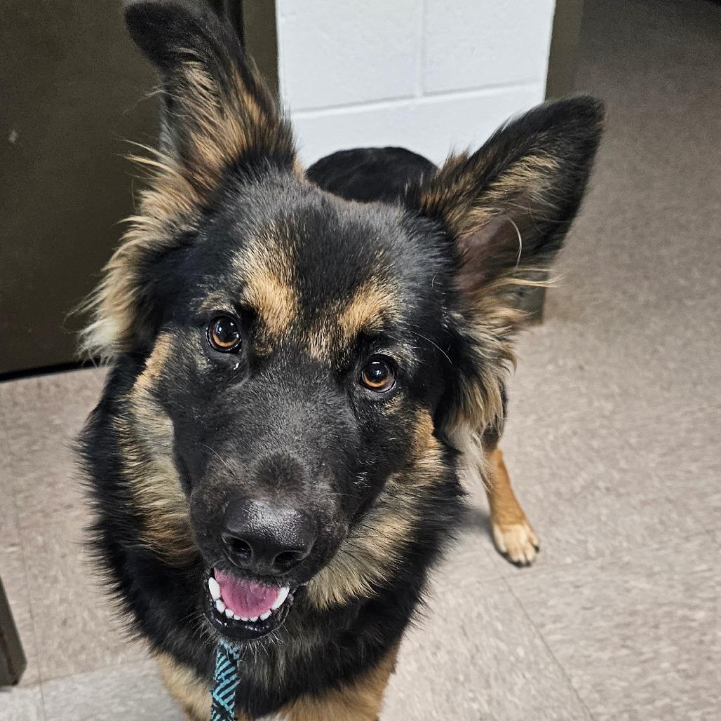 Enlarge Calvin, a Adoptable Shepherd in Independence, KS image 2/2