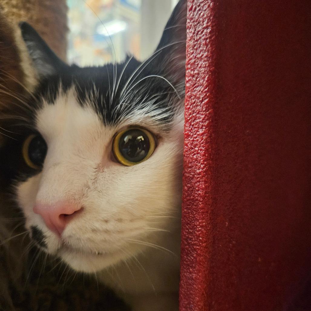 Crumb, Adoptable, Senior Male Domestic Short Hair.