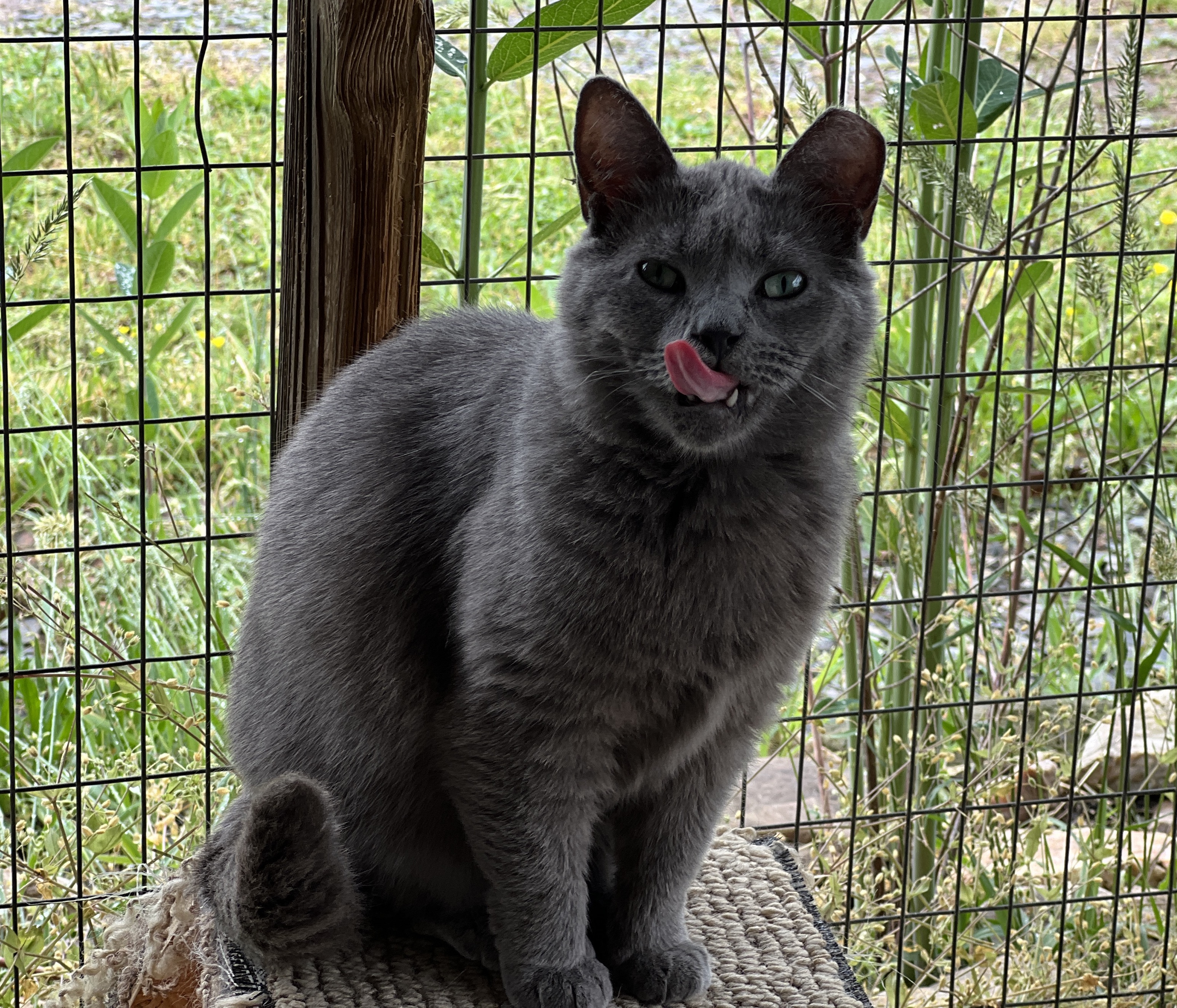 Muffin — thumbnail 3