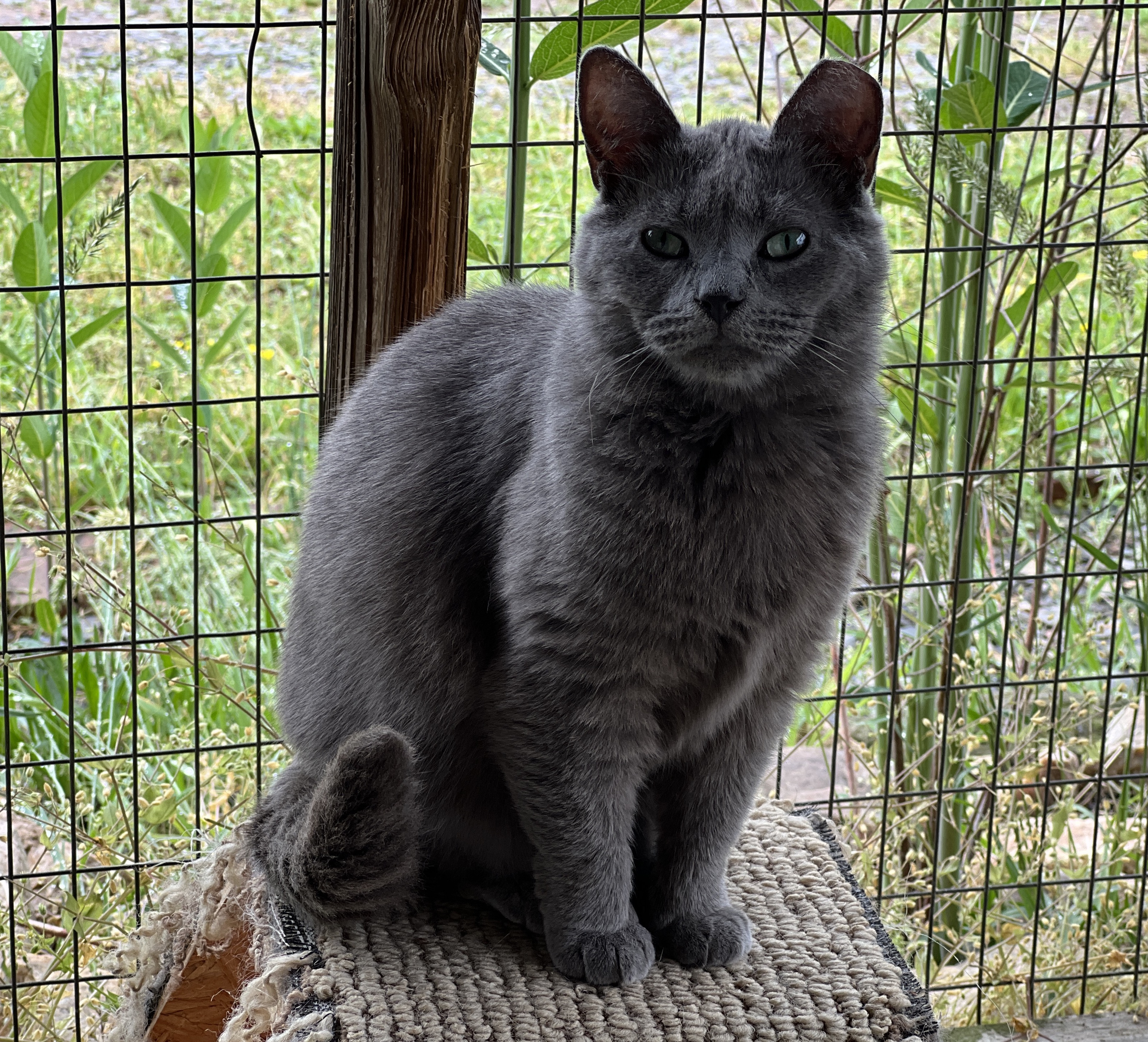 Muffin — thumbnail 4