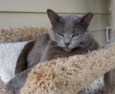 Muffin — thumbnail 5