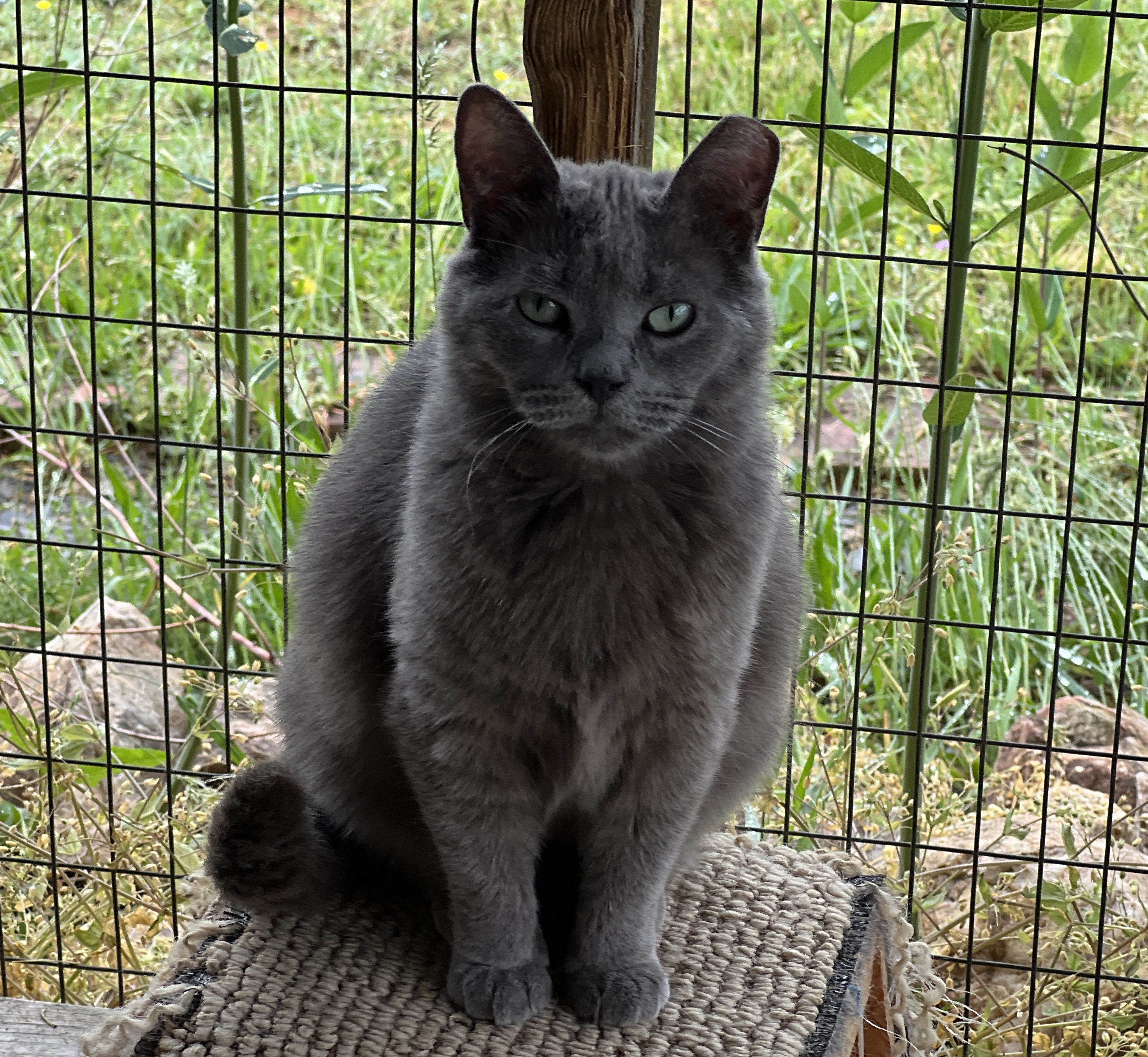 Muffin — thumbnail 6