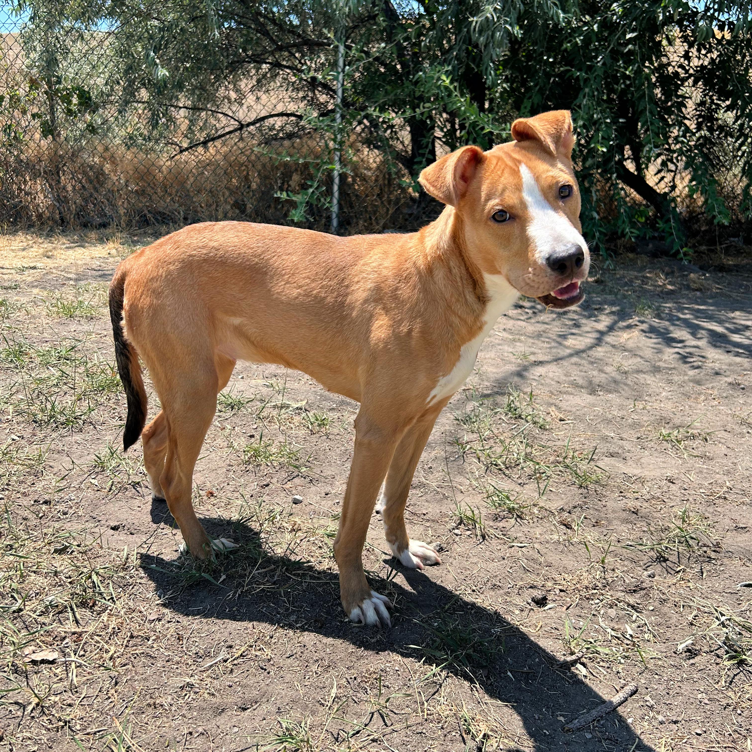 Sadie, adopted, Adult Female Pit Bull Terrier.
