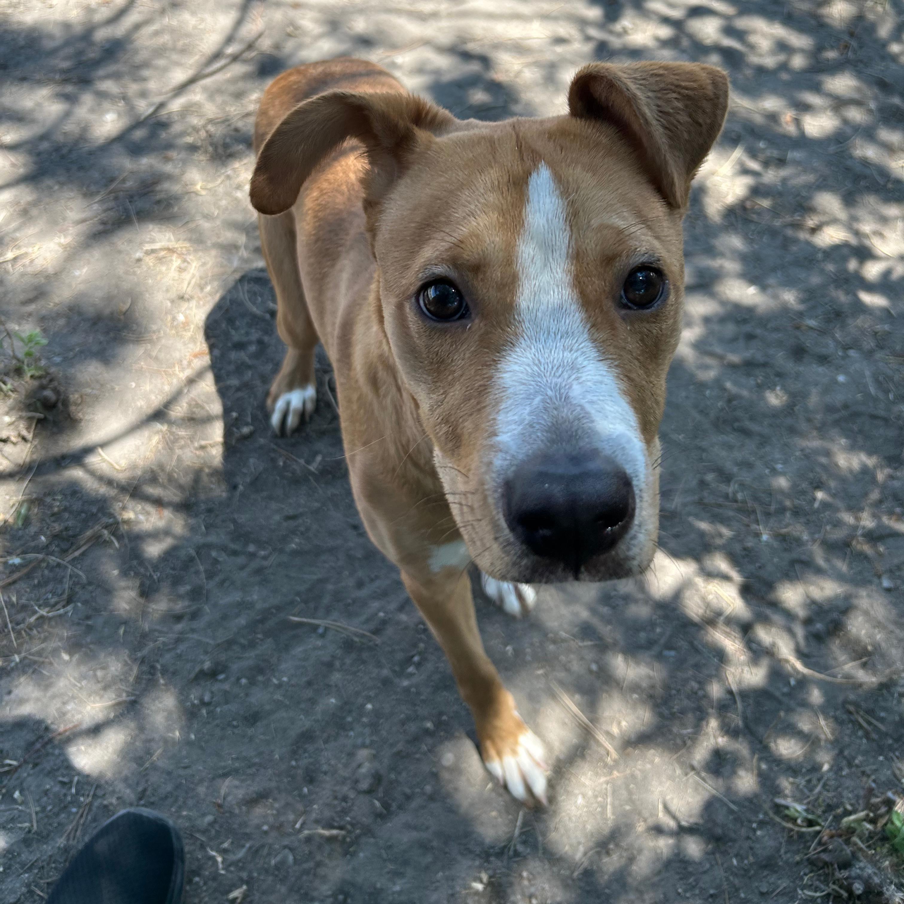 Sadie, an adopted mixed breed in Lindon, UT image 5/6