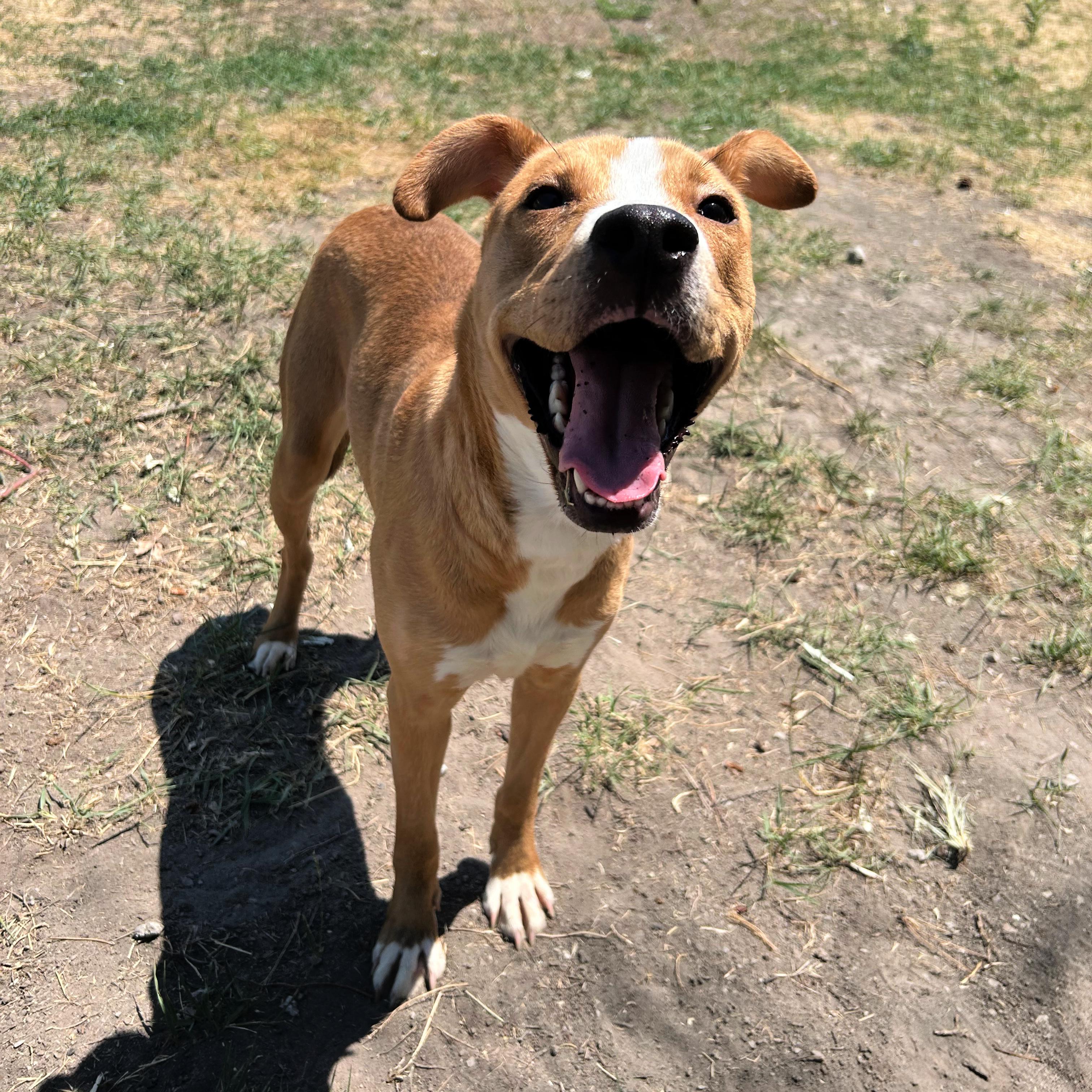 Sadie, an adopted mixed breed in Lindon, UT image 3/6