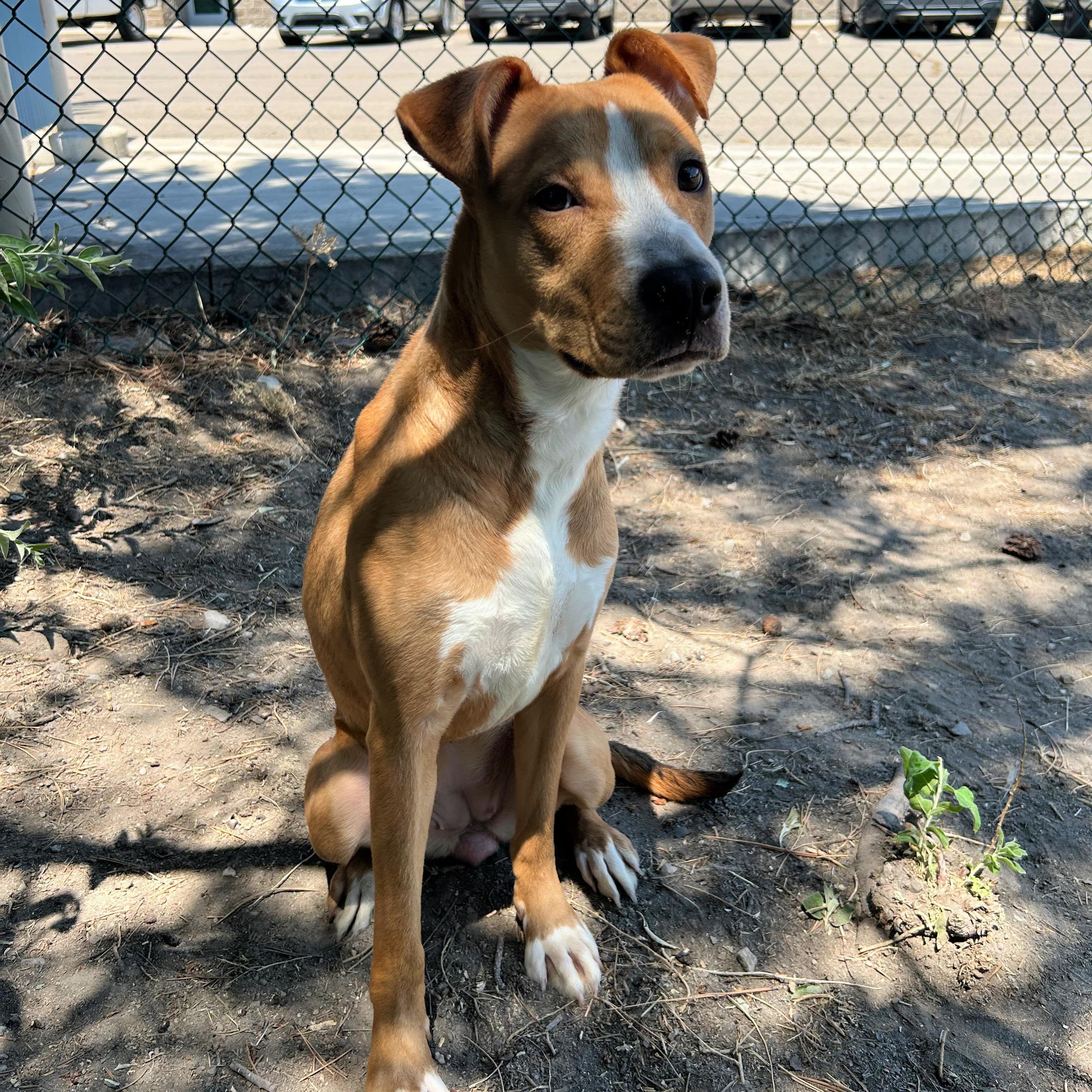 Sadie, an adopted mixed breed in Lindon, UT image 6/6
