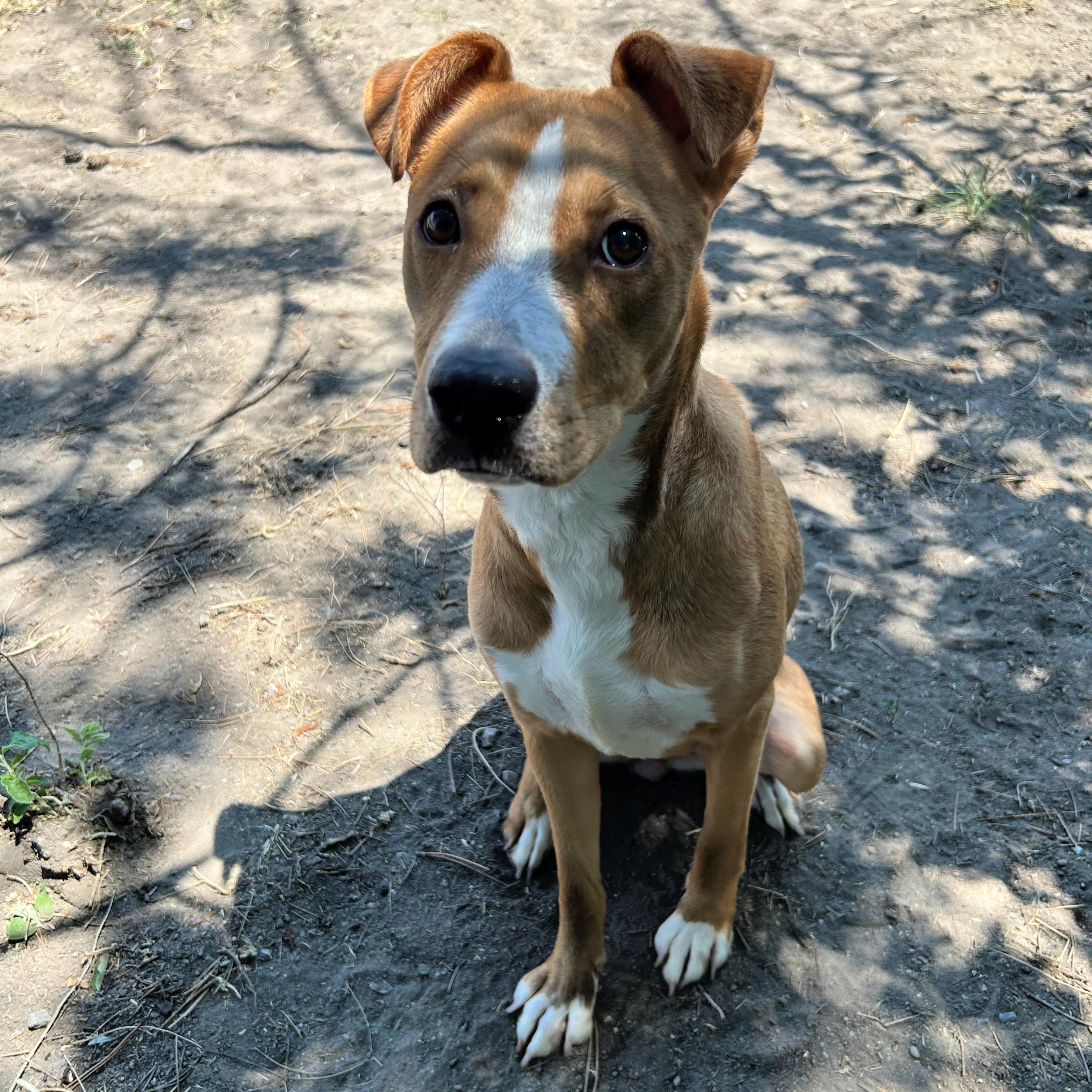 Sadie, an adopted mixed breed in Lindon, UT image 2/6