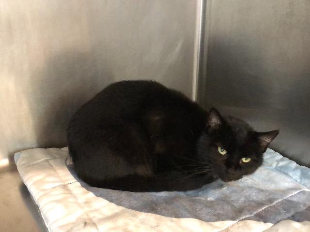 Enlarge Silky, a Adoptable mixed breed in Bourbonnais, IL image 2/4