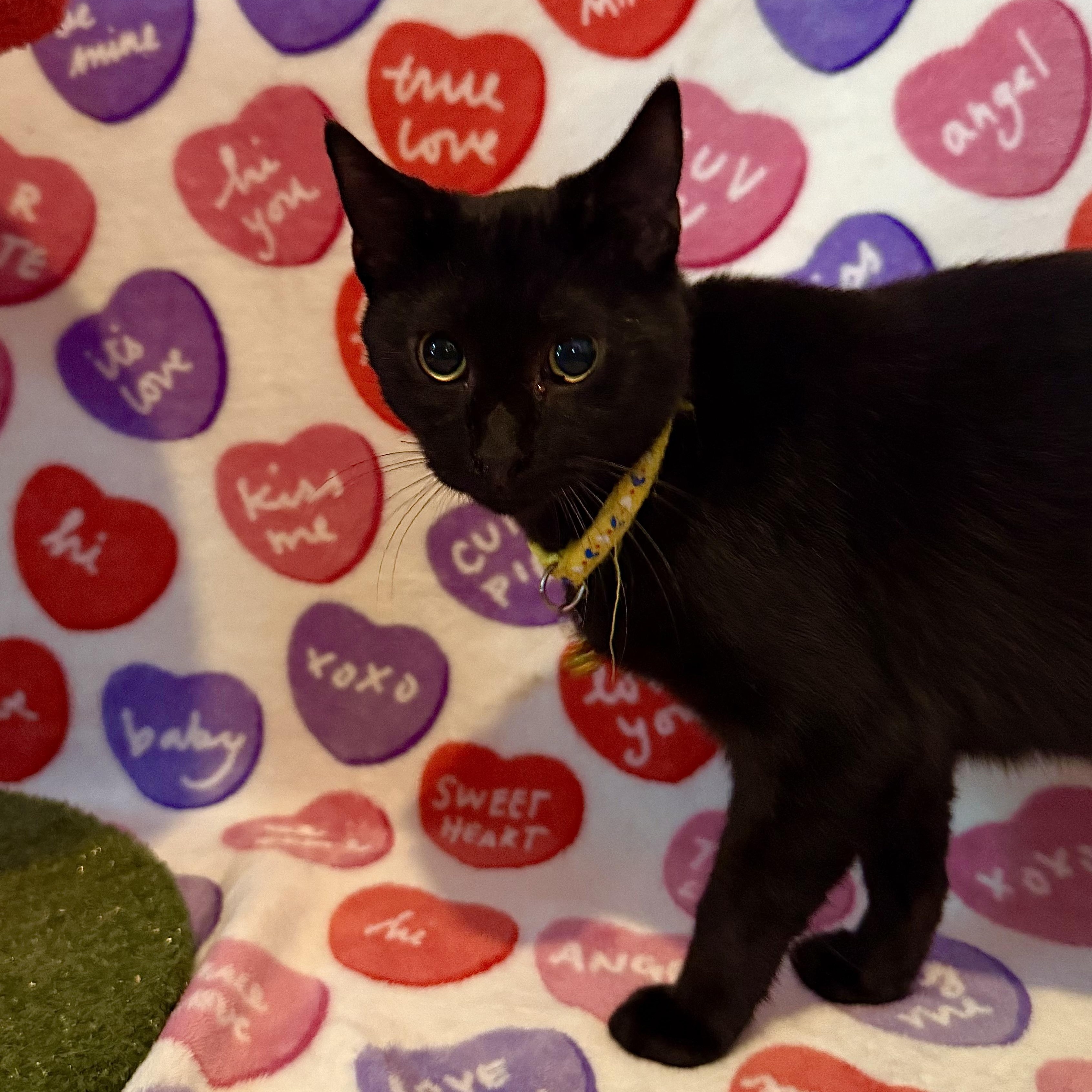 Thunder, Adoptable, Young Male Domestic Short Hair.