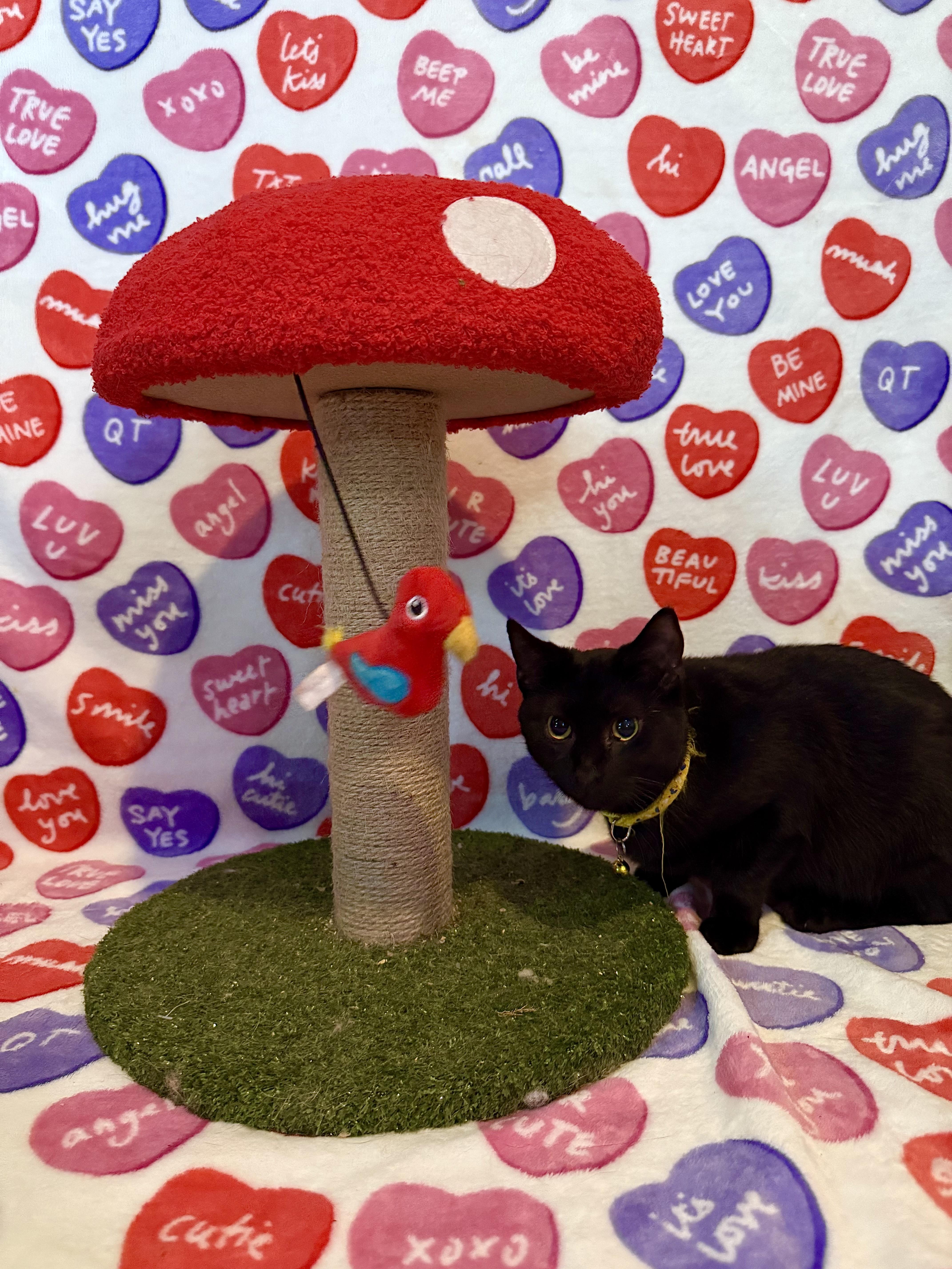 Enlarge Thunder, a Adoptable Domestic Short Hair in Bridgehampton, NY image 3/6