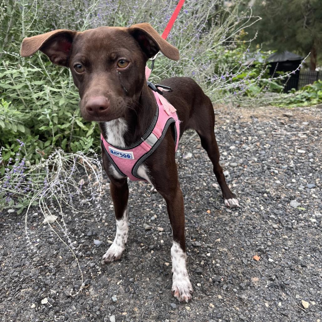 Enlarge Mila, a Adoptable mixed breed in Cashmere, WA image 1/5