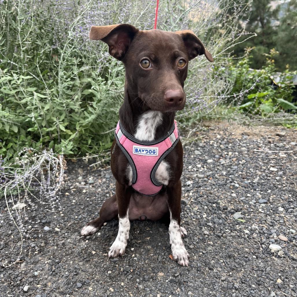 Enlarge Mila, a Adoptable mixed breed in Cashmere, WA image 2/5
