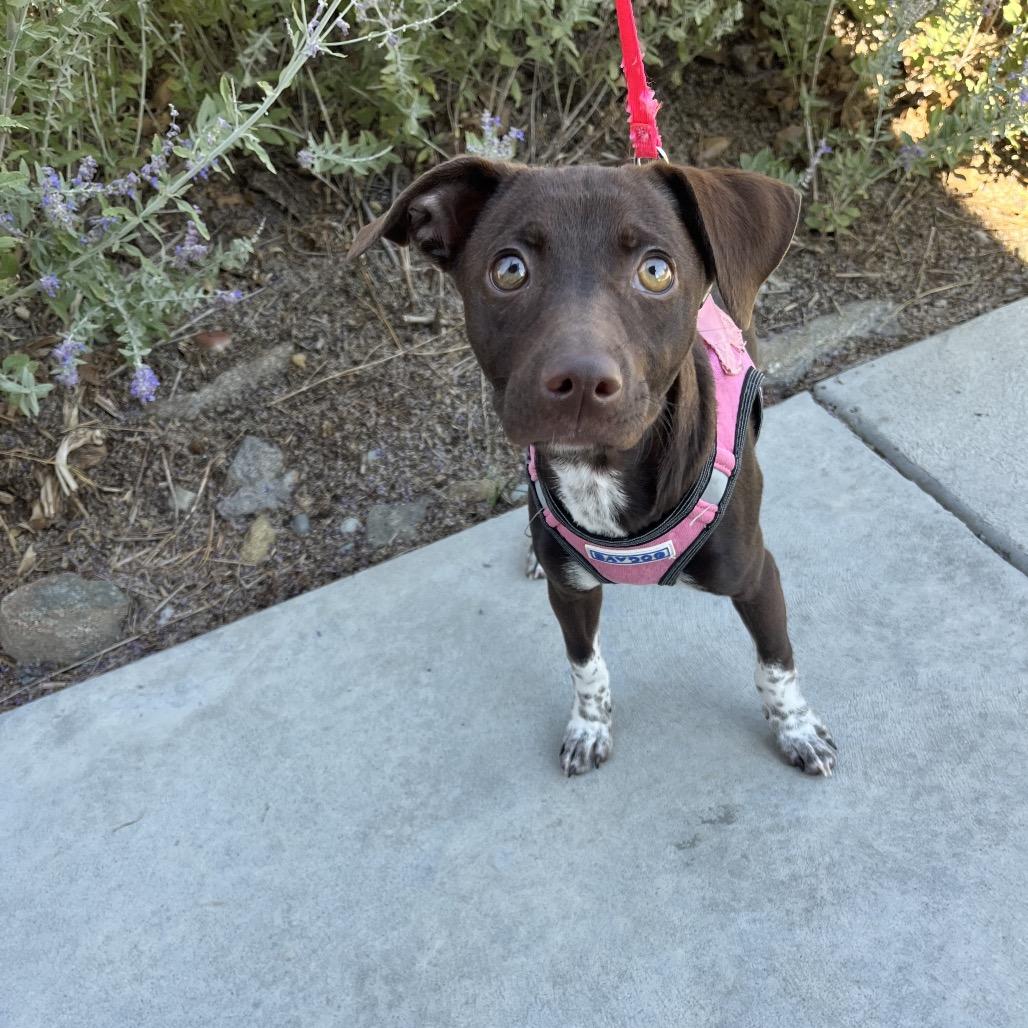 Enlarge Mila, a Adoptable mixed breed in Cashmere, WA image 3/5